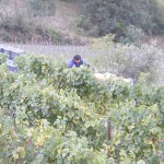 video_FIRA.032